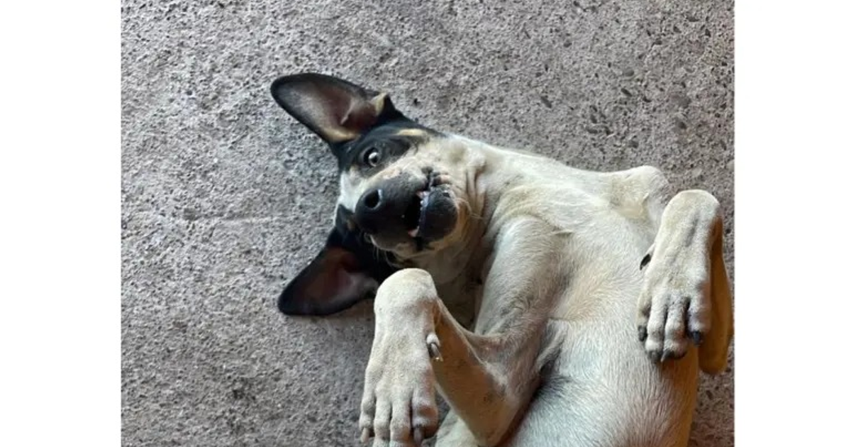 Perro acostado en cemento con expresión alegre, simbolizando resiliencia en el caso de Bobby.