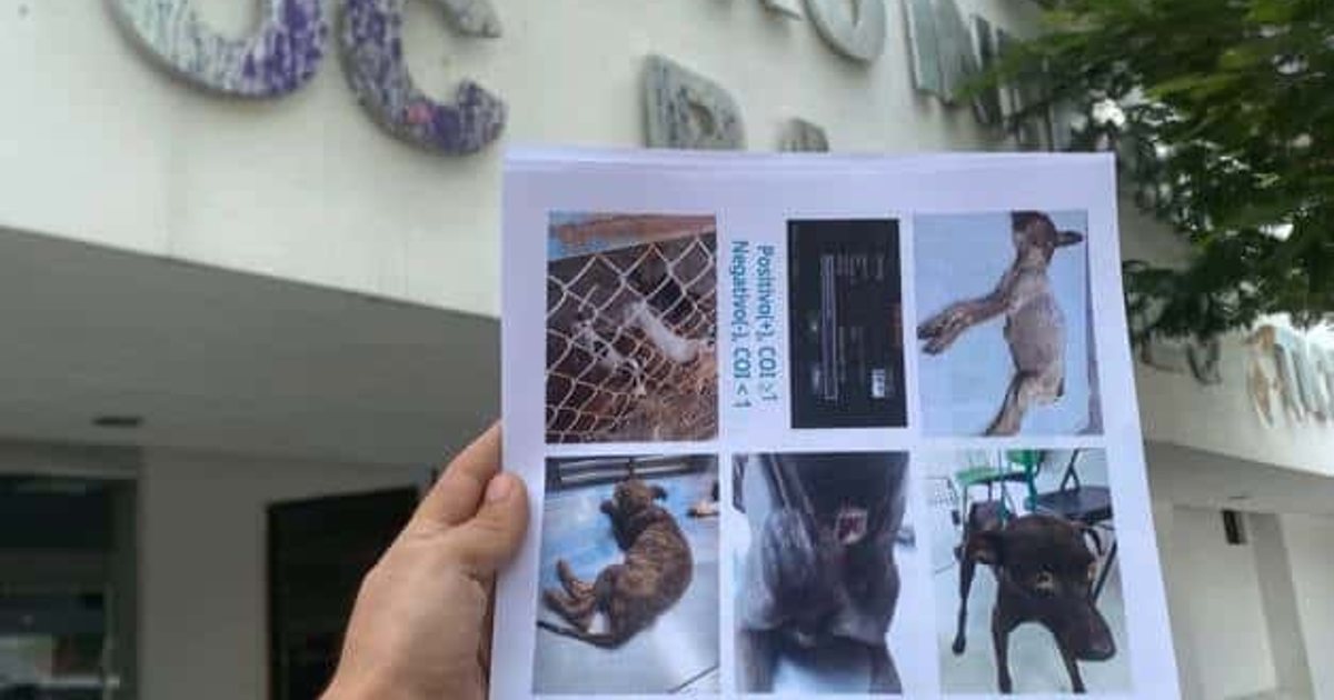 Persona con documento de fotos de perros, fondo de edificio borroso, relacionado con denuncia de maltrato animal en Ahome.