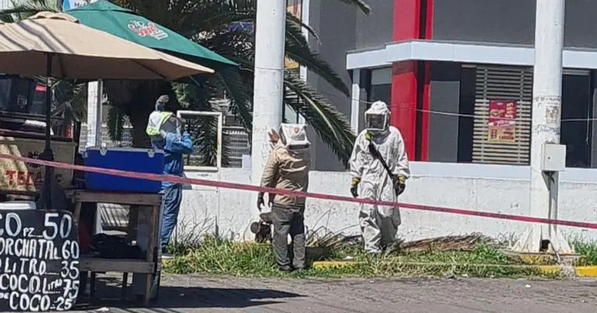 Personal de emergencia y civiles en zona acordonada tras ataque de abejas en Mazatlán