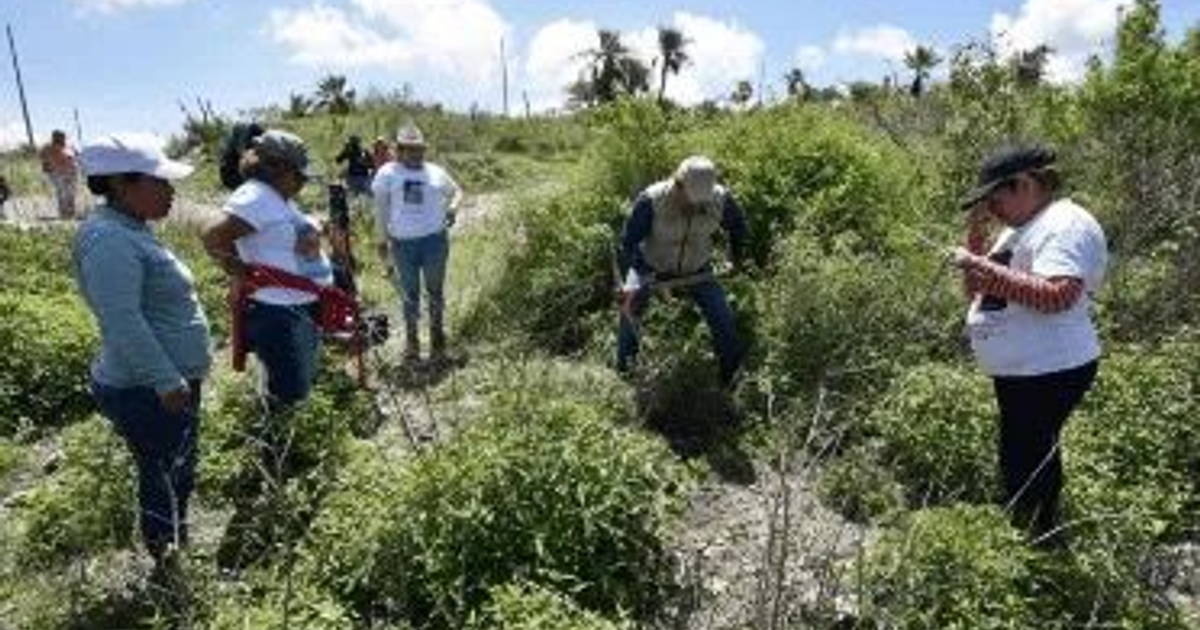 Grupo de personas trabajando en un proyecto de reforestación al aire libre