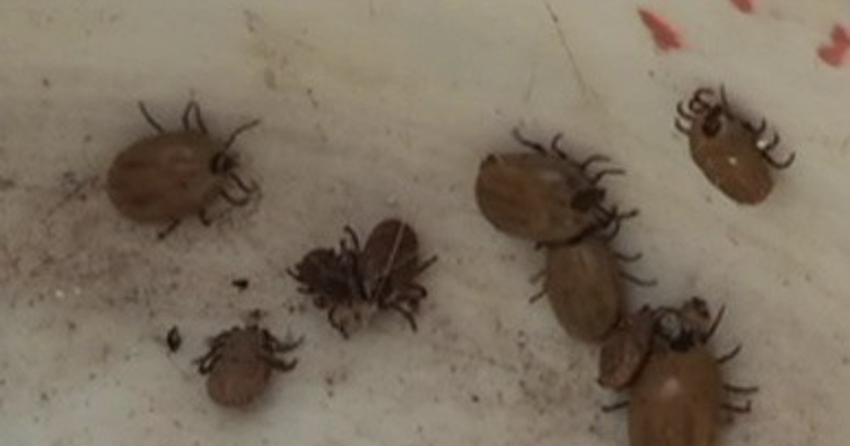 Garrapatas sobre una superficie clara, representando la infestación en San Fermín, Culiacán.