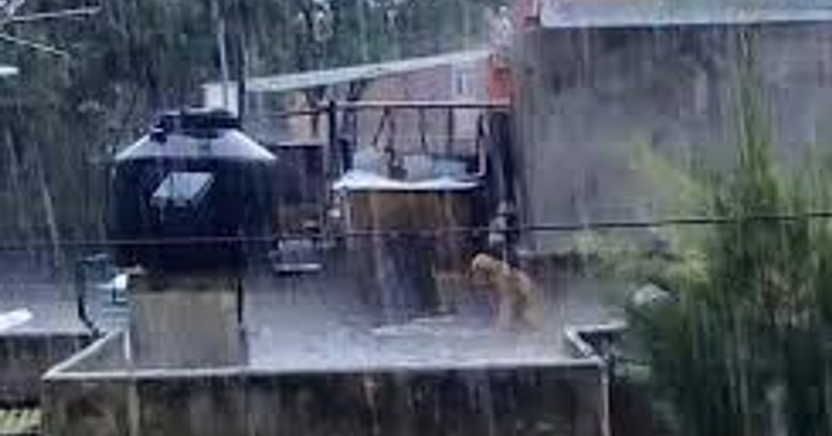 Perro en el techo de una casa en Topolobampo, Sinaloa, expuesto al sol y la lluvia.