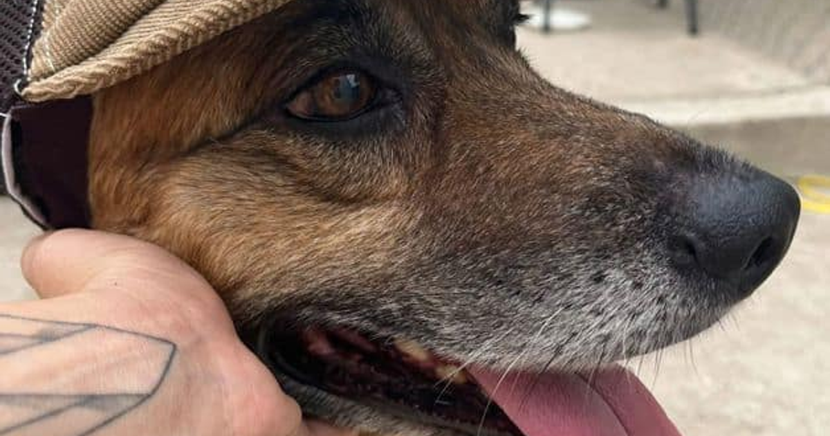 Perro marrón con gorro siendo acariciado al aire libre