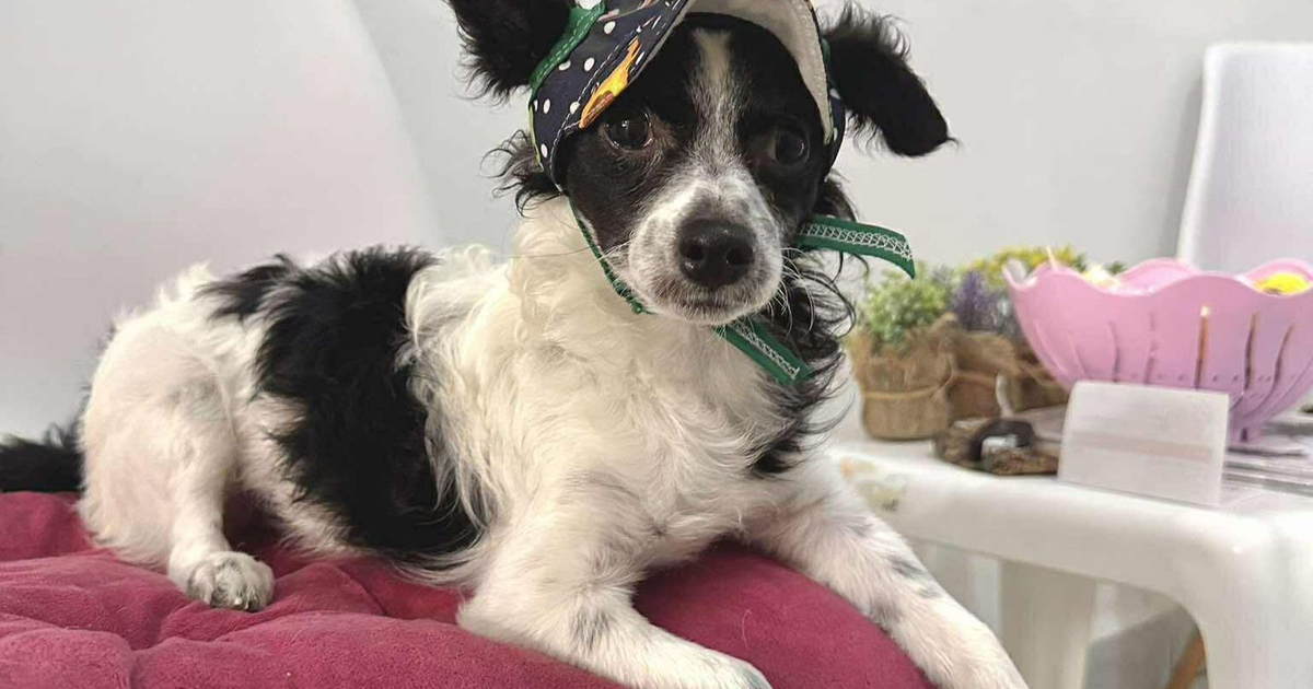 Cachorro blanco y negro con sombrero pequeño acostado sobre un cojín, rodeado de objetos decorativos y plantas.