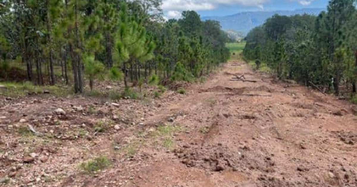 Camino de tierra en un bosque de Choix, Sinaloa, con montañas al fondo.