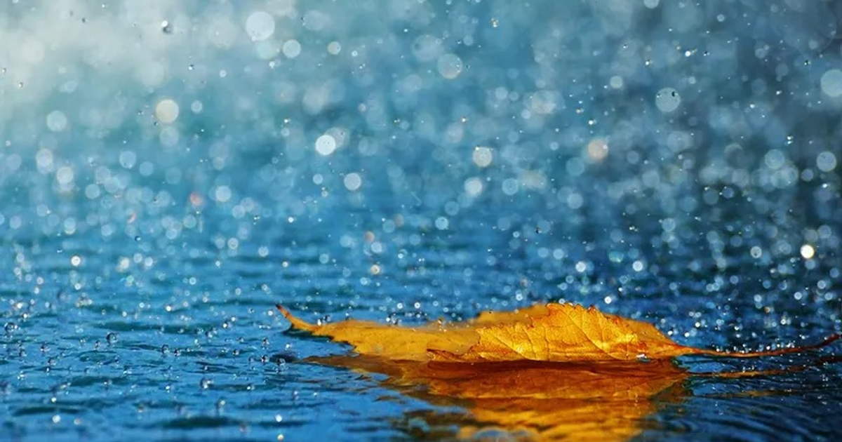 Hoja amarilla flotando en agua con gotas de lluvia