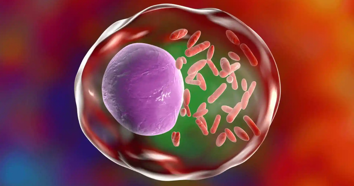 Representación gráfica de una célula con núcleo púrpura y mitocondrias rojas