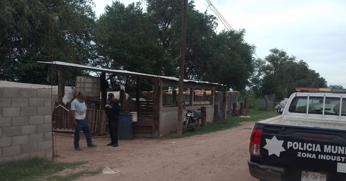 Oficial de policía y civil en área rural de Guasave investigando robo de ganado