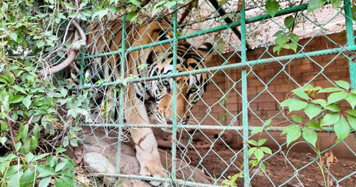 Tigre de Bengala detrás de una cerca verde en Culiacán