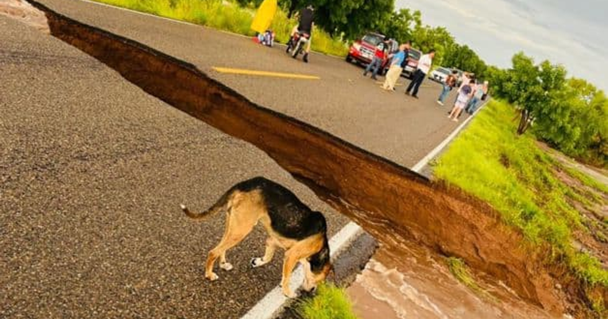 Socavón en carretera rural de Ahome con perro y personas observando
