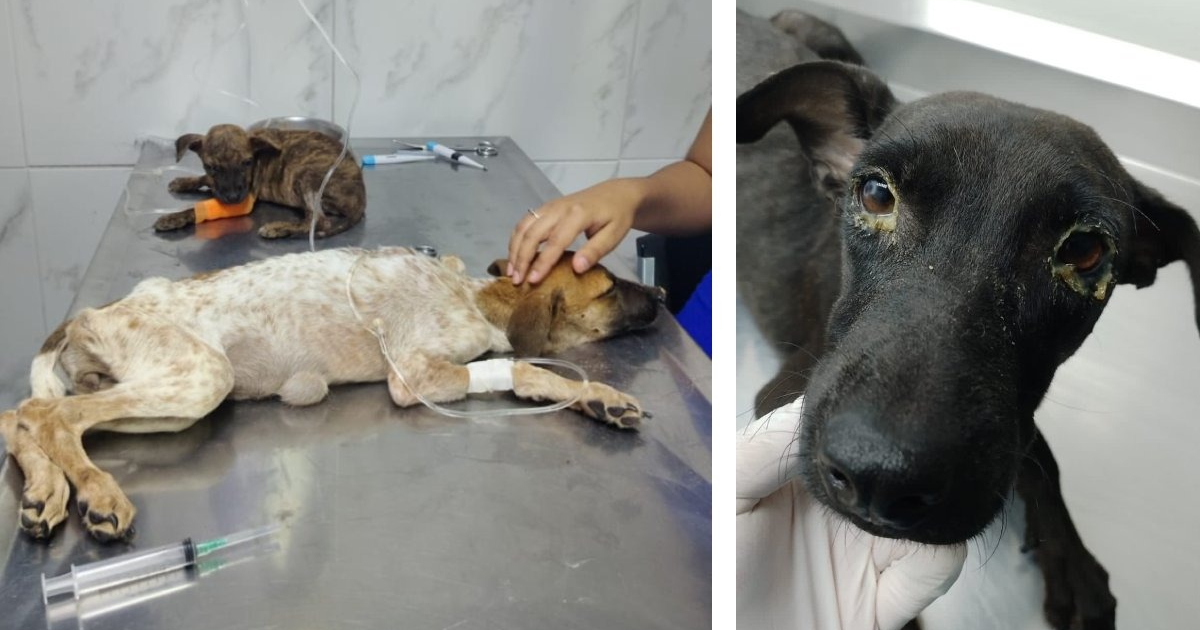 Dos perros en una clínica veterinaria, uno conectado a un suero y otro con problemas oculares, tras ser rescatados en Los Mochis.