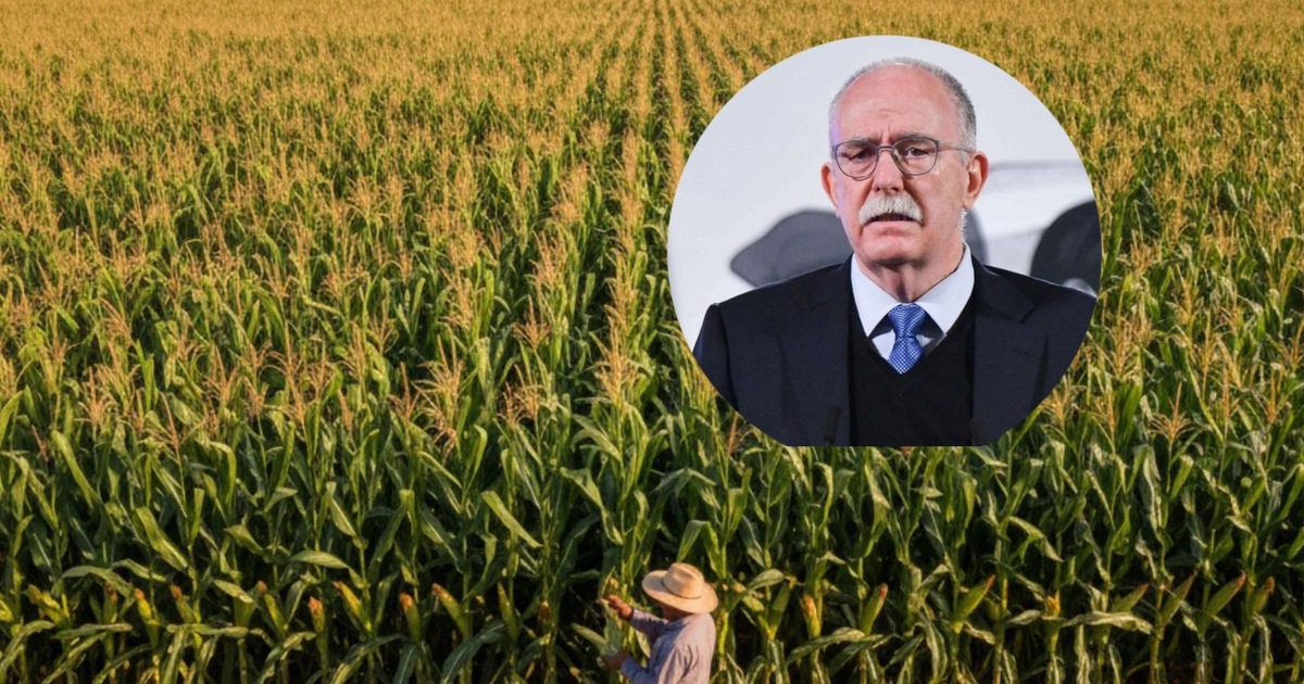 Agricultor en campo de maíz, acuerdo con productores de México