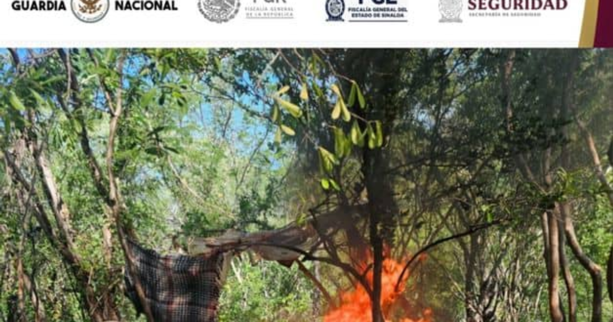 Operativo de seguridad en Culiacán: destrucción de campamento clandestino en zona rural