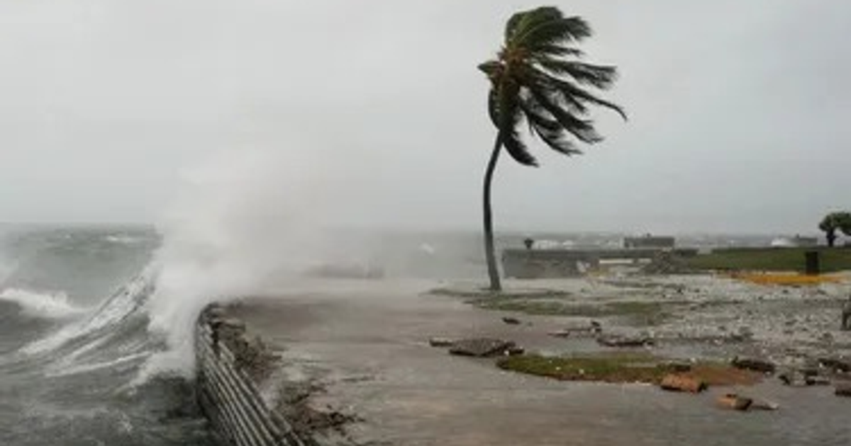 Paisaje devastado por el huracán Melissa en Jamaica, con palmera agitada por el viento, olas rompiendo y cielo nublado.