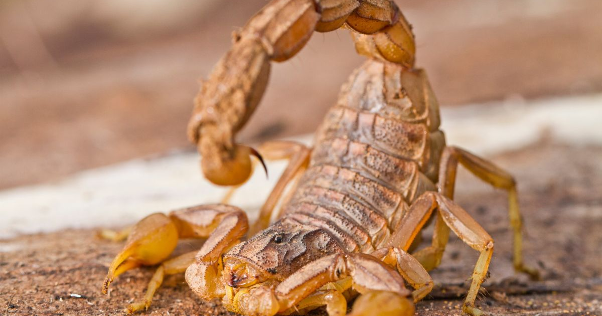 Escorpión con pinzas y aguijón venenoso