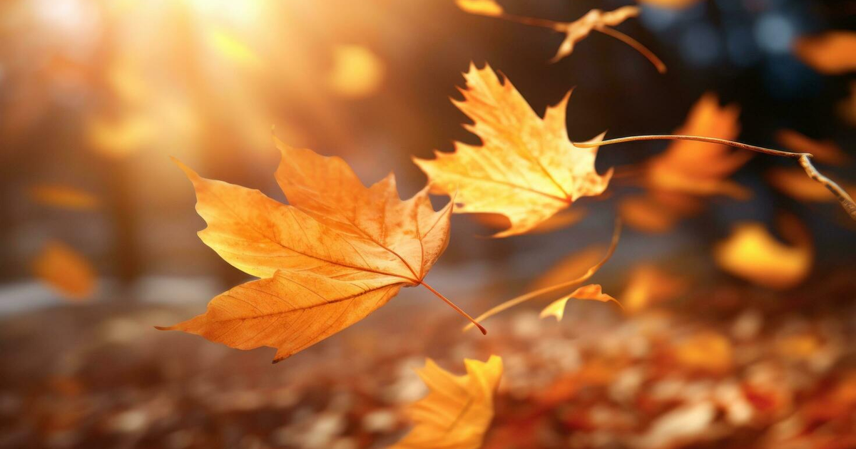 Hojas naranjas de otoño flotando en un ambiente soleado y cálido, representando la frescura matinal de Sinaloa.