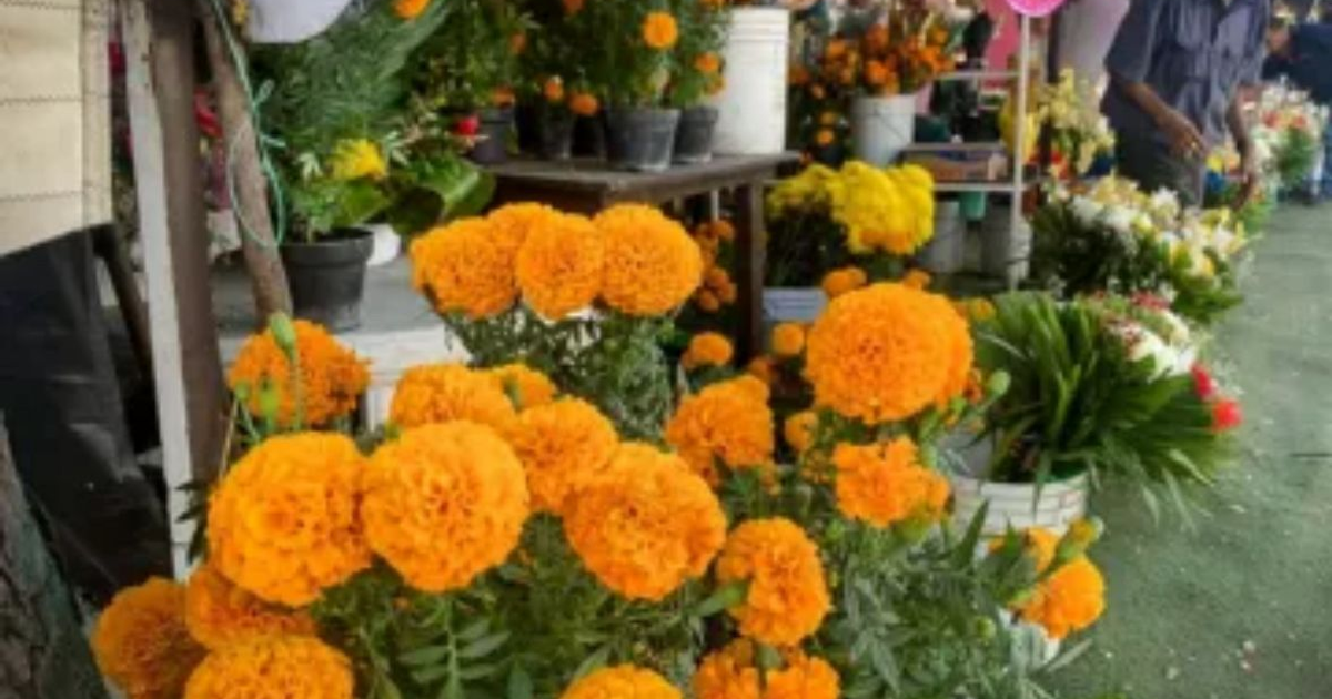 Puesto de venta de flores de cempasúchil en Mazatlán para el Día de Muertos