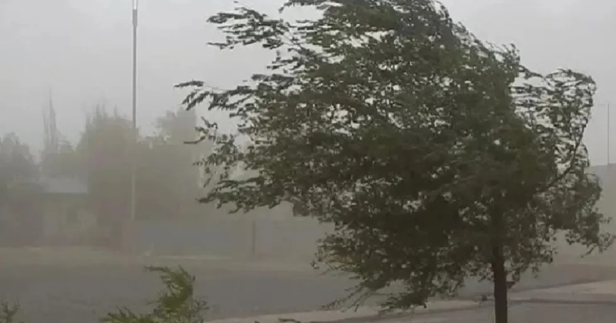 Árboles en neblina y viento en Sinaloa, reflejando condiciones climáticas adversas.