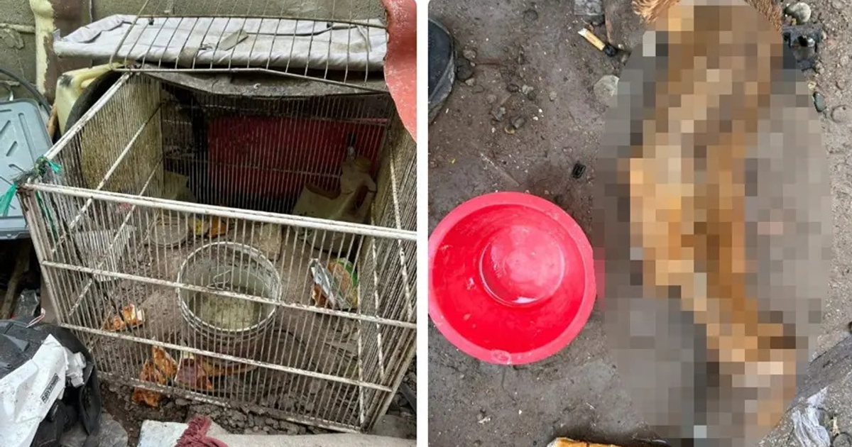 Cachorra momificada en jaula sucia, sin agua ni alimento, en Ahome, Sinaloa