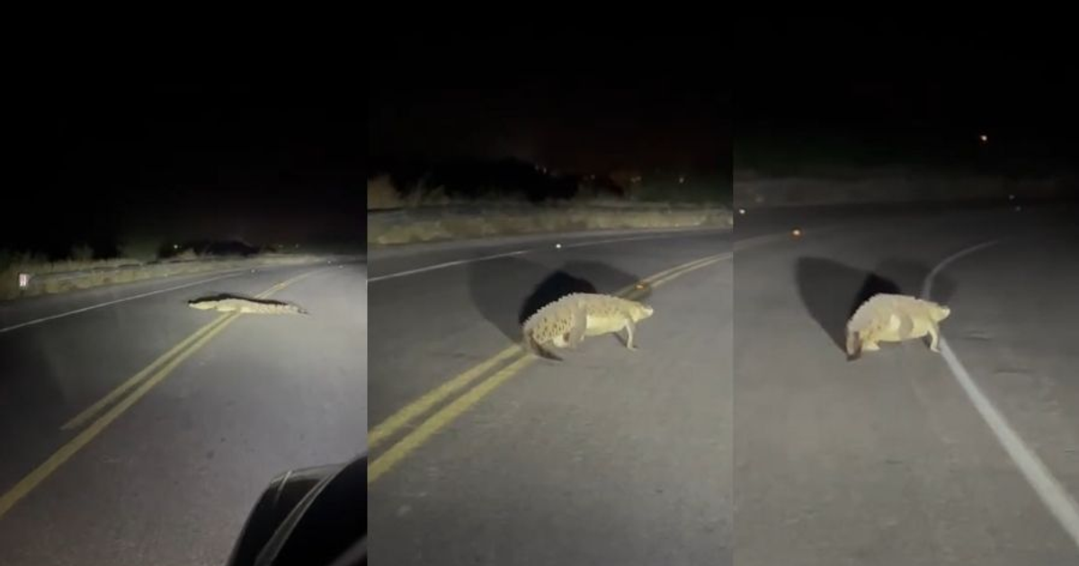 Cocodrilo cruzando carretera en la noche en Guasave, Sinaloa
