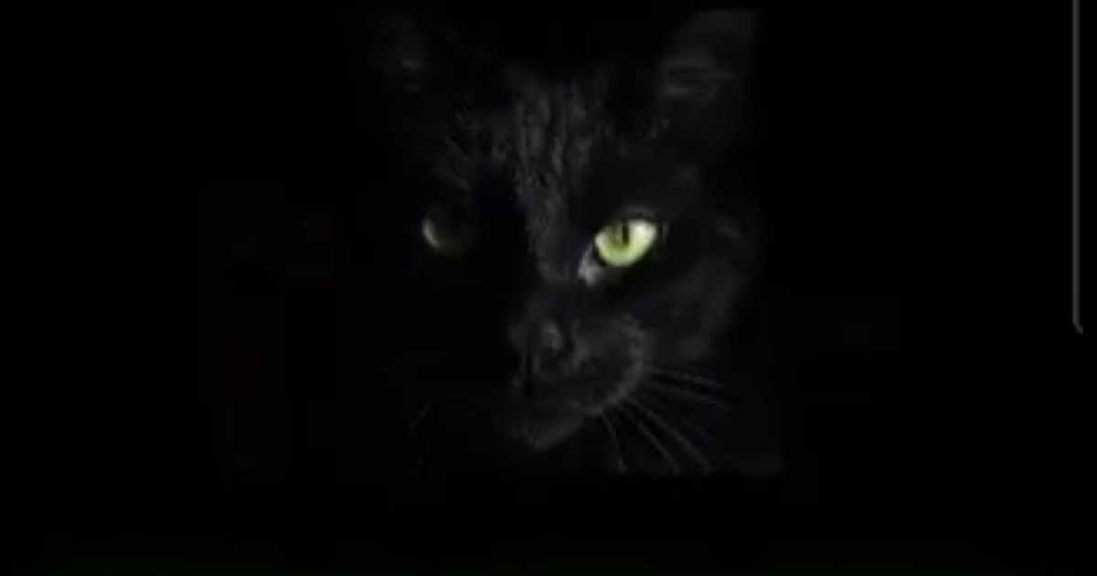Gato negro iluminado con ojos verdes en fondo obscuro, simbolizando el ciberataque en Tijuana.