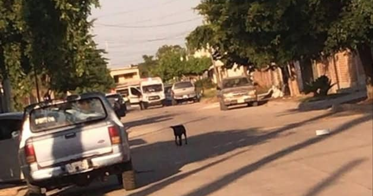 Calle Presa Huites en El Carrizo con vehículos estacionados y un perro negro en el centro