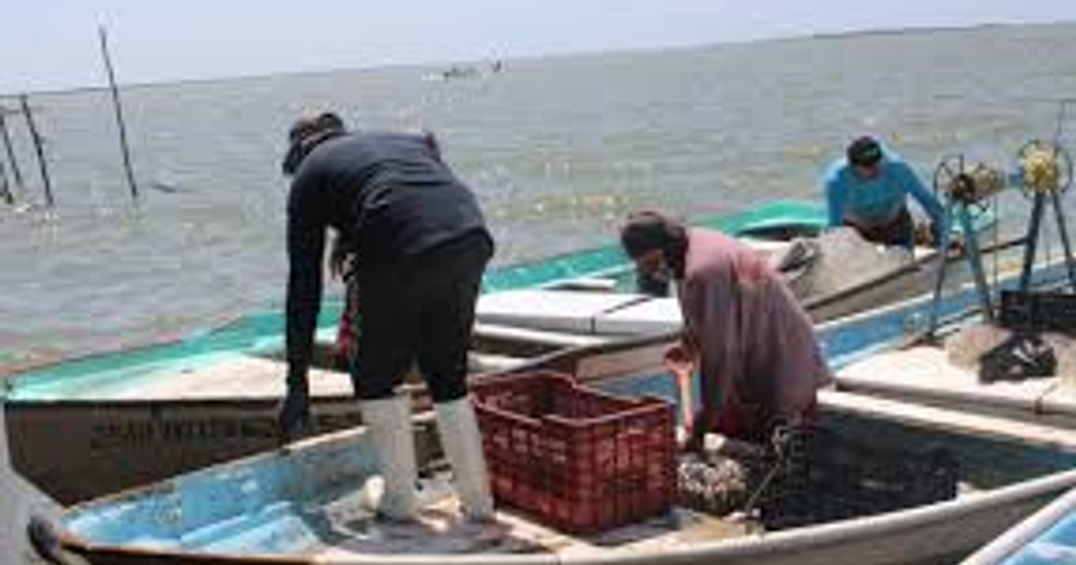 Pescadores de Guasave trabajando en un entorno costero con barcos y redes de pesca.