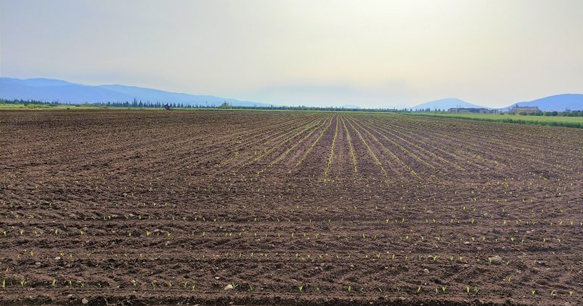 Campo agrícola en Sinaloa con plantas brotando y montañas al fondo