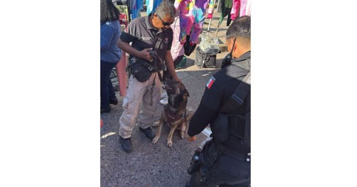 Entrenamiento canino para detección de pirotecnia en mercado de Ahome