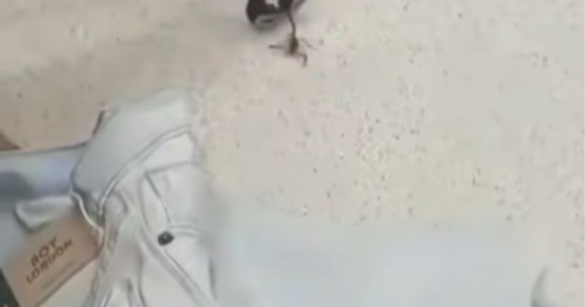 Zapato blanco y un pájaro pequeño junto a un potencial insecto o cangrejo en un fondo claro