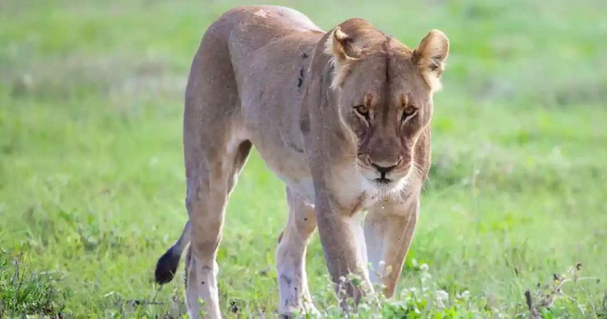 Leona hembra caminando sobre hierba, simboliza la tragedia en Arruda Camara.
