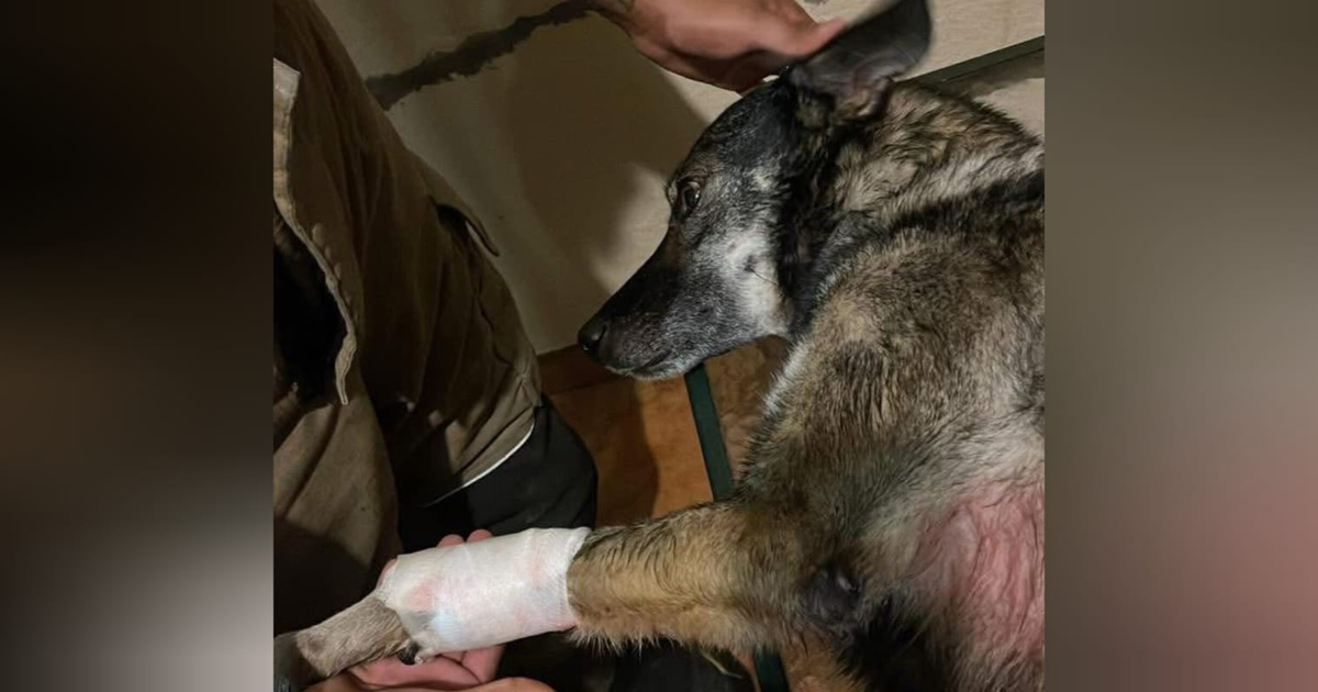 Perro con venda siendo atendido en un centro veterinario, relación con rescate de Bomberos de Mazatlán.