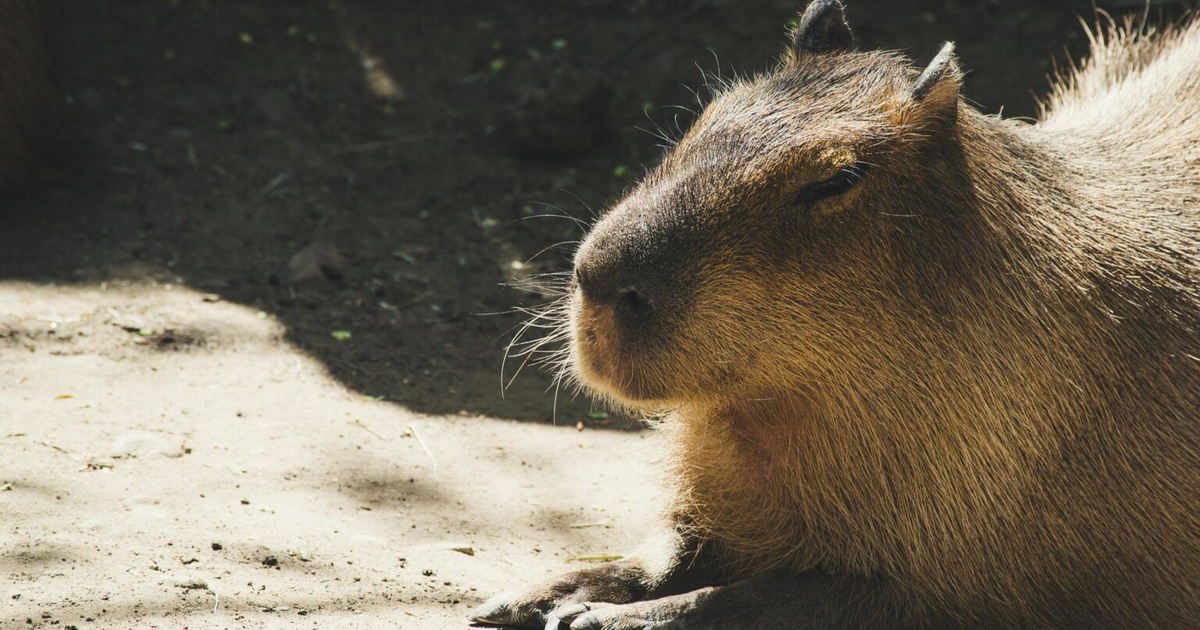 Capibara descansando en el suelo en un entorno natural en el Zoológico de Culiacán
