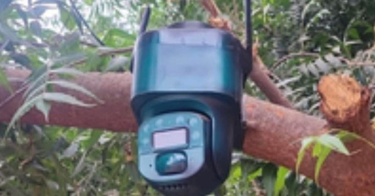 Cámara de vigilancia con celda solar montada en un árbol en El Bledal.