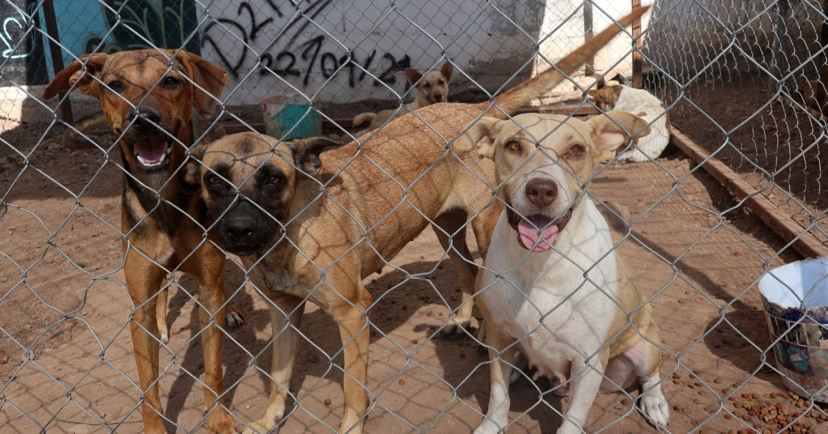 Perros dentro de un recinto de la Fundación Balto y Togo en Culiacán, destacando la felicidad de los animales pese a la reciente tragedia.