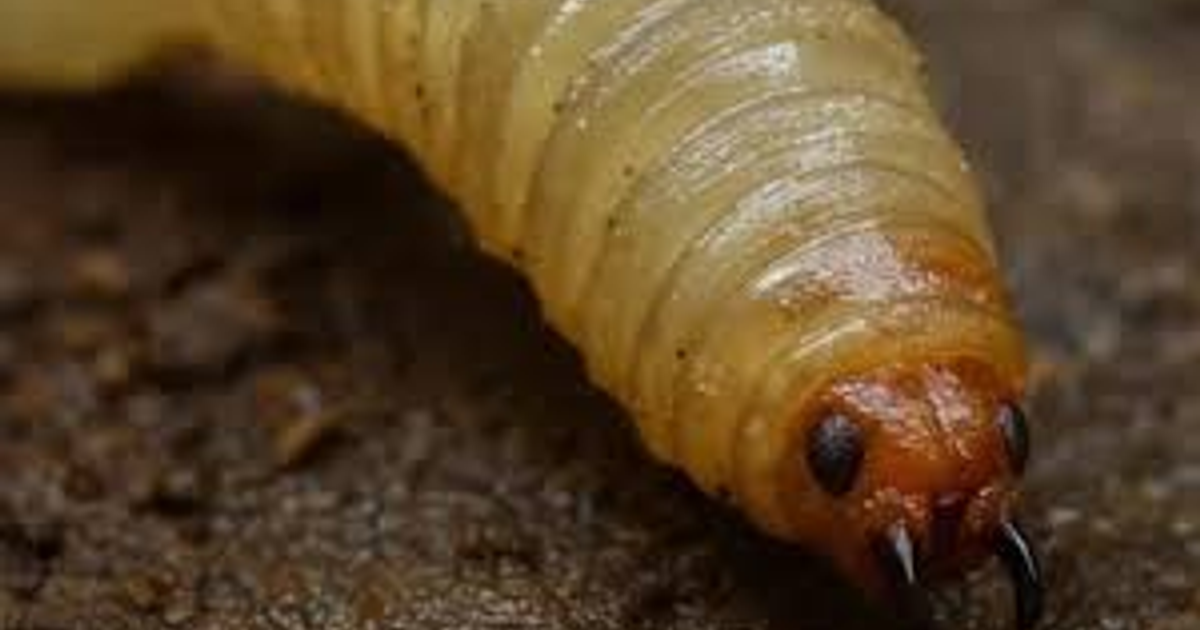 Larva de gusano barrenador del ganado en superficie natural