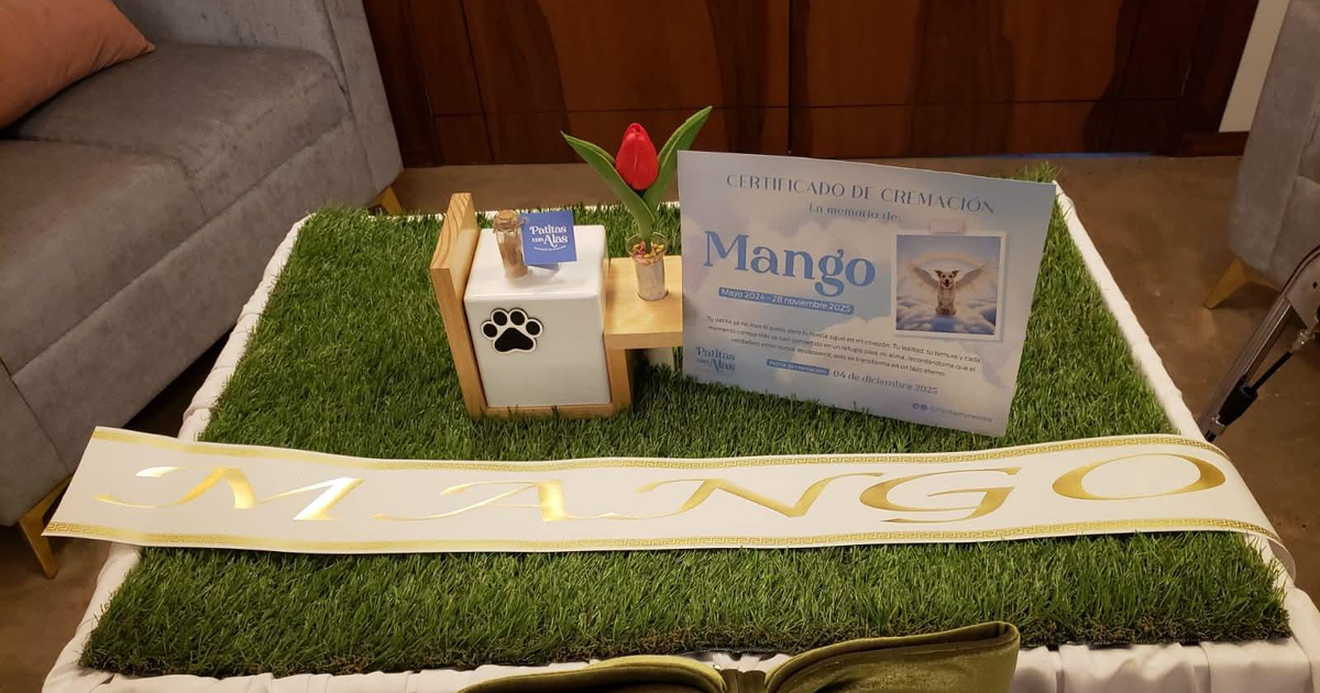 Homenaje a Mango: altar con césped artificial, certificado de cremación, urna decorativa y una flor