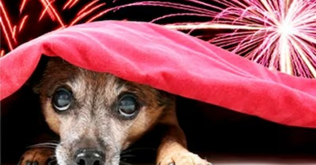 Perro asustado bajo una manta roja por fuegos artificiales