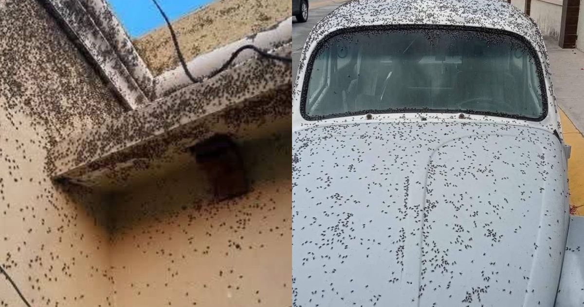 Infestación masiva de moscas en una pared y un automóvil en Tizayuca, Hidalgo.