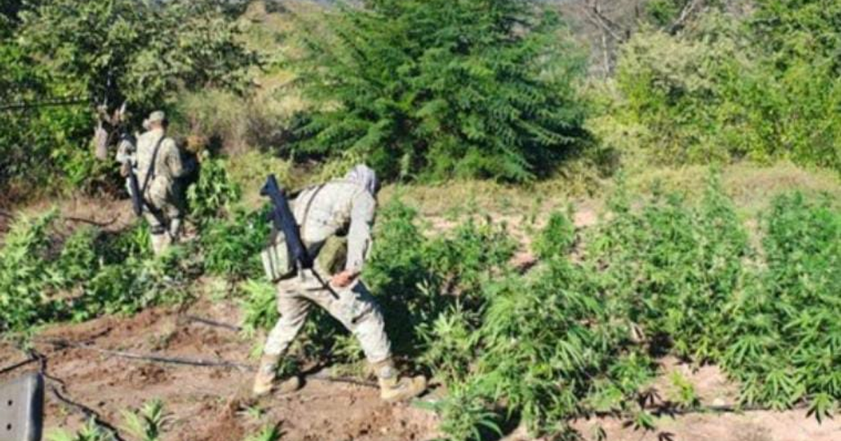 Oficiales militares armados en un plantío de marihuana descubierto y destruido en Culiacán