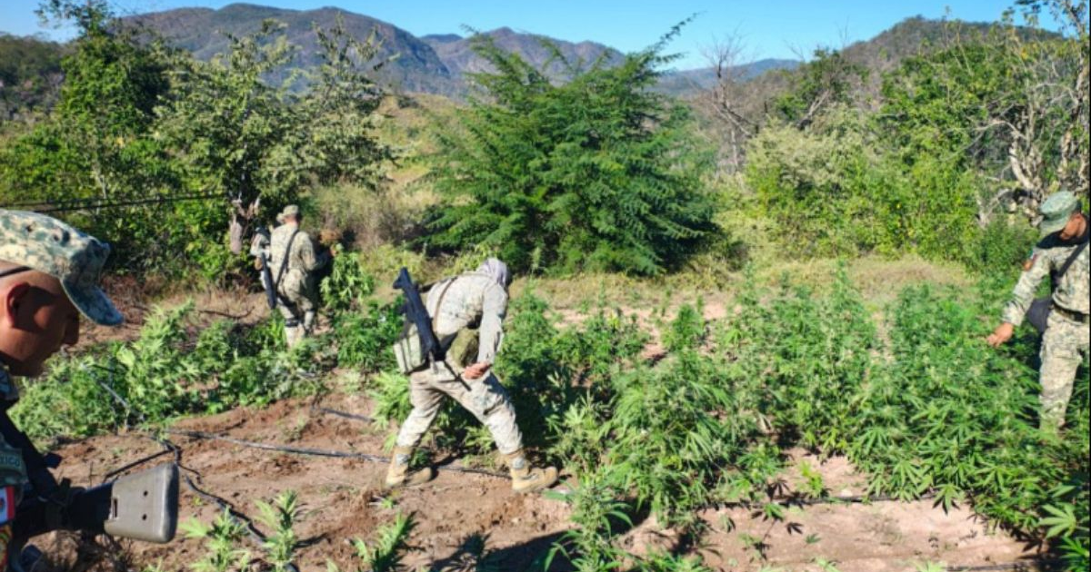 Fuerzas de seguridad destruyen plantío de marihuana en Culiacán