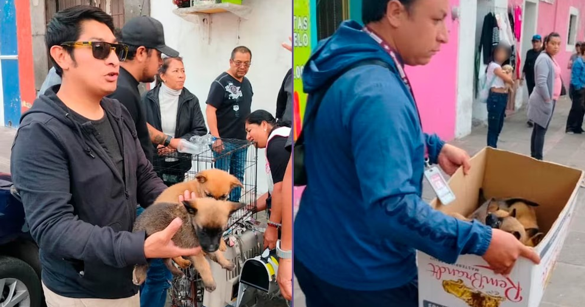 Escenas del operativo de rescate de cachorros en Puebla.