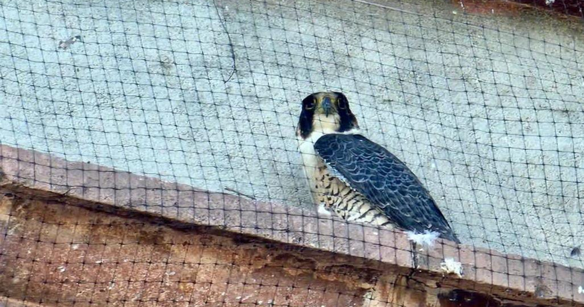 Halcón rescatado posado en repisa con red de fondo, Culiacán