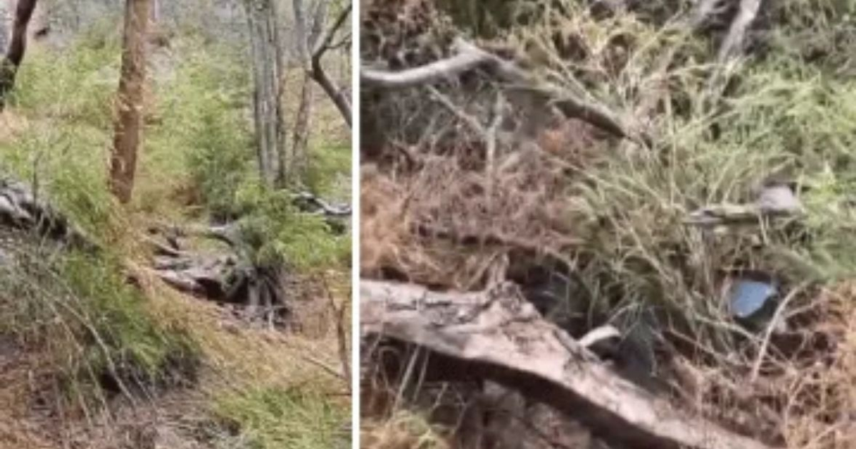 Entorno de bosque en Zapopan, Jalisco, relacionado con búsquedas de desaparecidos.