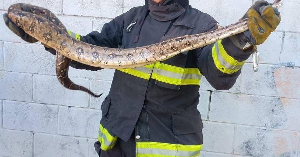 Bombero sosteniendo una serpiente rescatada en la tienda Aurrera de Mazatlán