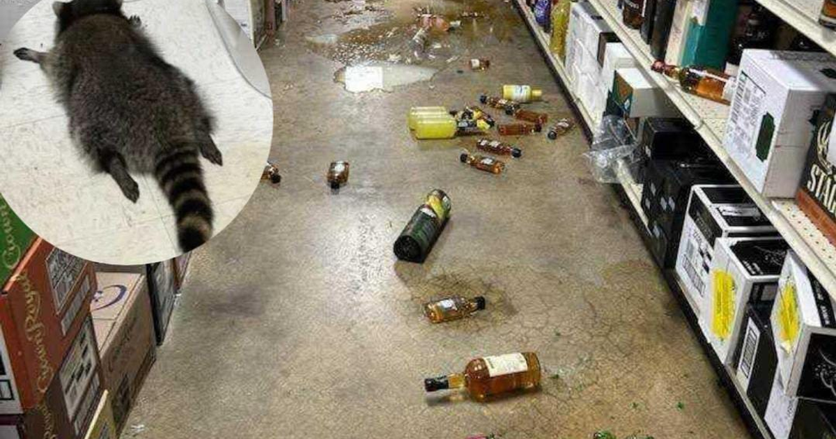 Pasillo de licorería con botellas rotas y un mapache recostado en una esquina