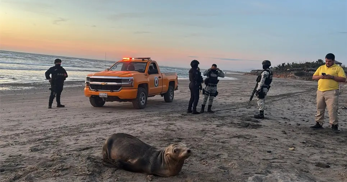 Playa al atardecer con un grupo de personas asistiendo a un lobo marino varado, y un vehículo de Protección Civil en Celestino Gasca.