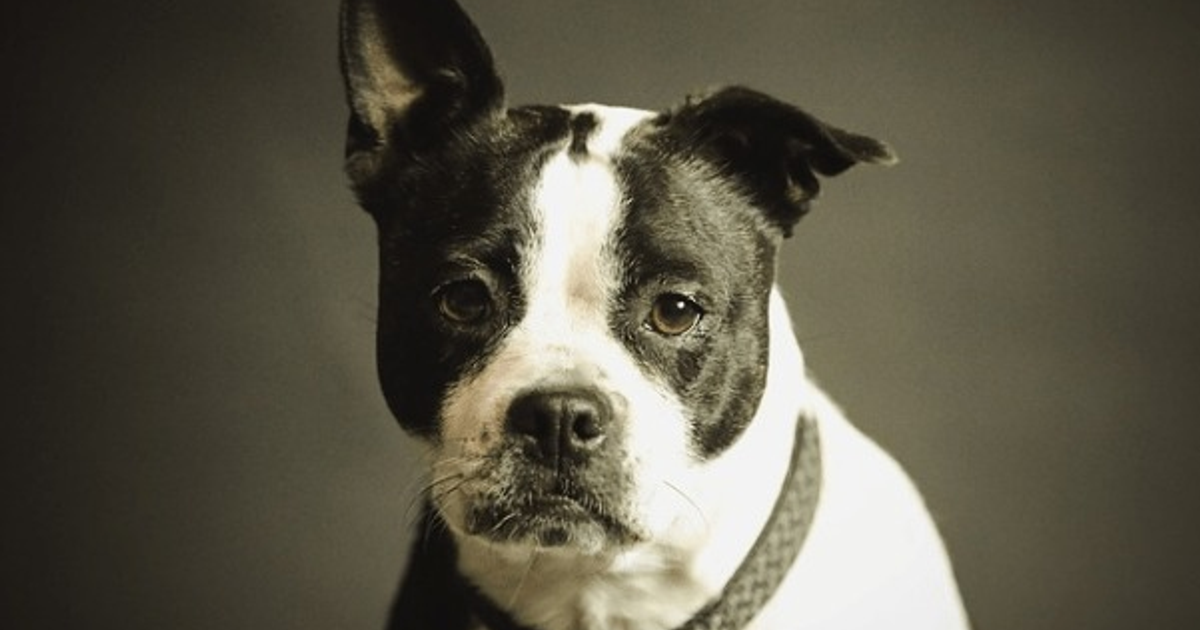 Perro blanco con manchas negras y orejas puntiagudas en fondo gris, destacando el problema de mascotas asustadas por pirotecnia en Los Mochis.