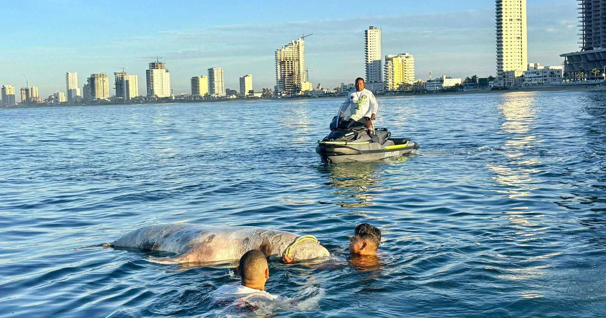 Personas disfrutan del agua en Mazatlán; una persona en moto acuática y animales marinos presentes.