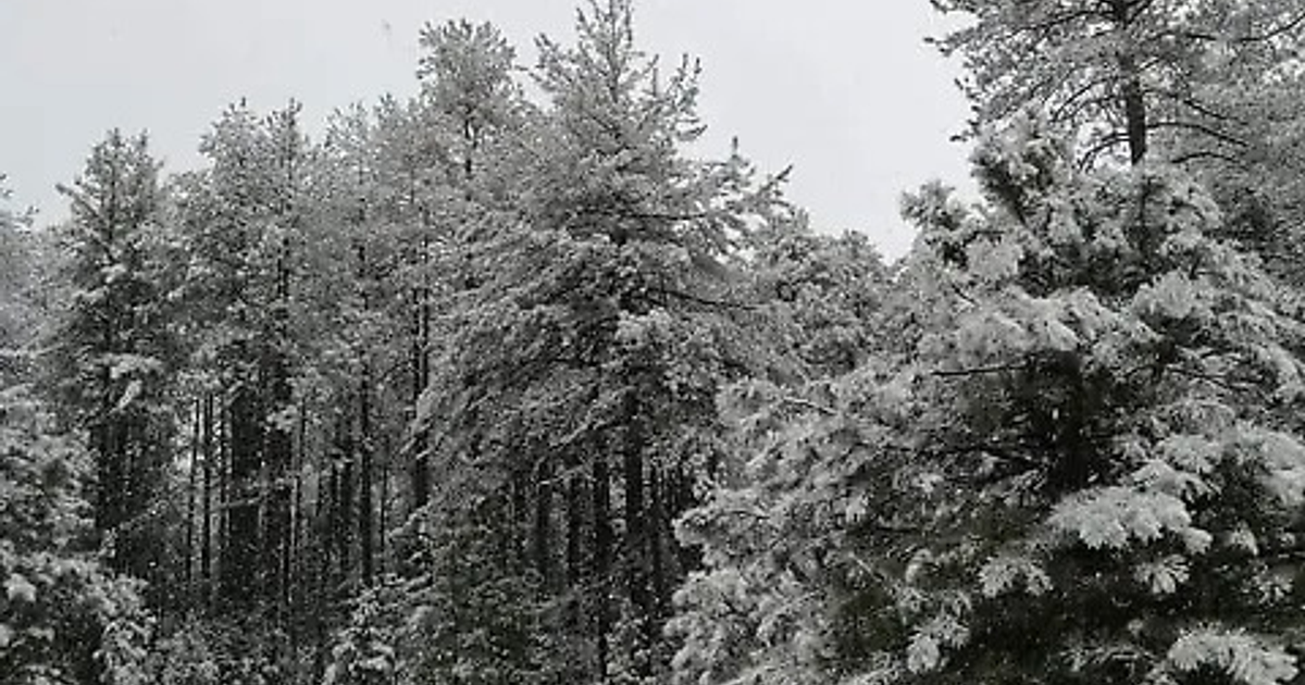 Paisaje invernal con árboles nevados en Sinaloa durante una tormenta invernal.